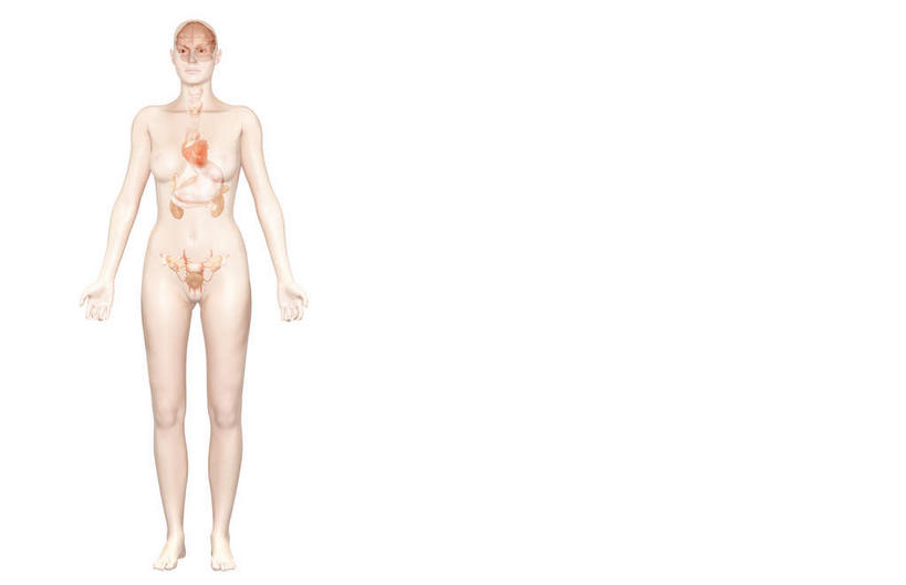 动脉,静脉,骨骼,无人,横图,插画,室内,特写,白天,白色背景,正面,数码,科技,静物,阴影,辐射,科学,网络,医学,骨头,高光,几何,计算机图形,合成,图画,画,模型,人体,电脑合成图,数码合成图,骨架,生物学,科学技术,x射线,x光,漫画,生理学,写实,具体,具象,甲状腺,肾上腺,内分泌系统,胸腺,彩图,全身,电磁波,电磁辐射