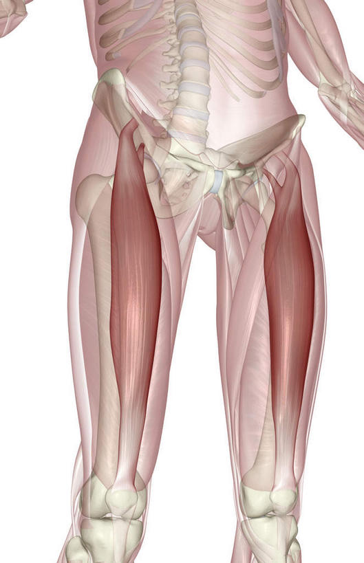 腿部,动脉,静脉,骨骼,肌肉,腿,健壮,无人,竖图,插画,室内,特写,白天,白色背景,正面,数码,科技,静物,阴影,辐射,科学,网络,医学,骨头,高光,几何,计算机图形,合成,图画,画,模型,健康,活力,力量,人体,青春,电脑合成图,数码合成图,骨架,生物学,科学技术,x射线,强壮,x光,漫画,生理学,写实,具体,具象,股直肌,半身,彩图,电磁波,电磁辐射