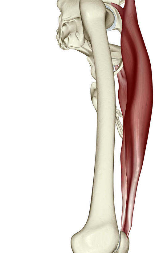 动脉,静脉,骨骼,无人,竖图,插画,室内,特写,白天,白色背景,正面,数码,科技,静物,阴影,辐射,科学,网络,医学,骨头,高光,几何,计算机图形,合成,图画,画,模型,人体,电脑合成图,数码合成图,骨架,生物学,科学技术,x射线,x光,漫画,生理学,写实,具体,具象,股直肌,半身,彩图,电磁波,电磁辐射