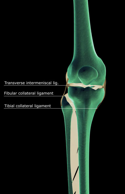 动脉,静脉,骨骼,无人,竖图,插画,室内,特写,白天,正面,数码,科技,静物,阴影,黑色背景,辐射,科学,网络,医学,英文,标志,文字,字符,字母,骨头,高光,几何,计算机图形,合成,图画,标识,画,模型,解说,人体,说明,英文字母,电脑合成图,数码合成图,骨架,生物学,科学技术,x射线,x光,漫画,生理学,写实,具体,具象,阐明,申明,注解,注明,内侧副韧带,半身,彩图,电磁波,电磁辐射