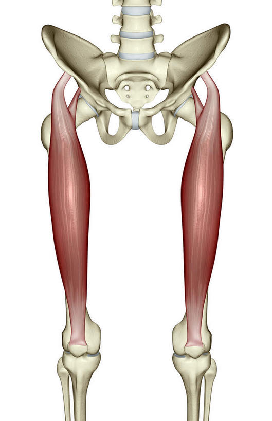 肌肉,健壮,无人,竖图,室内,特写,白天,白色背景,正面,数码,科技,阴影,网络,高光,几何,计算机图形,合成,健康,活力,力量,青春,电脑合成图,数码合成图,强壮,写实,具体,具象,股直肌,彩图