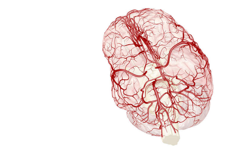 无人,横图,插画,室内,特写,白天,白色背景,正面,数码,科技,大脑,阴影,网络,高光,几何,计算机图形,合成,图画,画,电脑合成图,数码合成图,器官,沟壑,漫画,小脑,脑干,写实,具体,具象,大脑皮层,端脑,沟,灰质,回,间脑,椎动脉,脑动脉,彩图