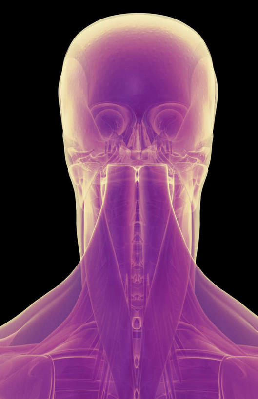 脖子,动脉,静脉,骨骼,肌肉,健壮,无人,竖图,插画,室内,特写,白天,正面,数码,科技,静物,阴影,黑色背景,网络,医学,骨头,高光,几何,计算机图形,合成,图画,画,紫色,模型,健康,活力,力量,人体,青春,电脑合成图,数码合成图,骨架,生物学,强壮,漫画,生理学,写实,具体,具象,口轮匝肌,脖,颈,颈部,半身,彩图