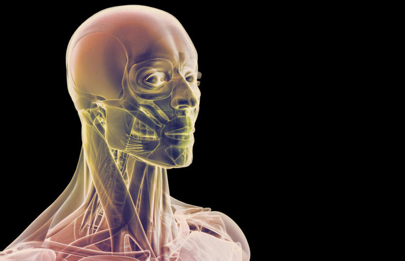 脸,头,脸颊,动脉,静脉,骨骼,肌肉,健壮,无人,横图,插画,室内,特写,白天,正面,数码,科技,静物,阴影,黑色背景,网络,医学,骨头,高光,几何,计算机图形,合成,图画,画,模型,健康,活力,力量,人体,青春,电脑合成图,数码合成图,骨架,生物学,强壮,漫画,生理学,写实,具体,具象,口轮匝肌,头部,脸部,脸蛋,面部,半身,彩图