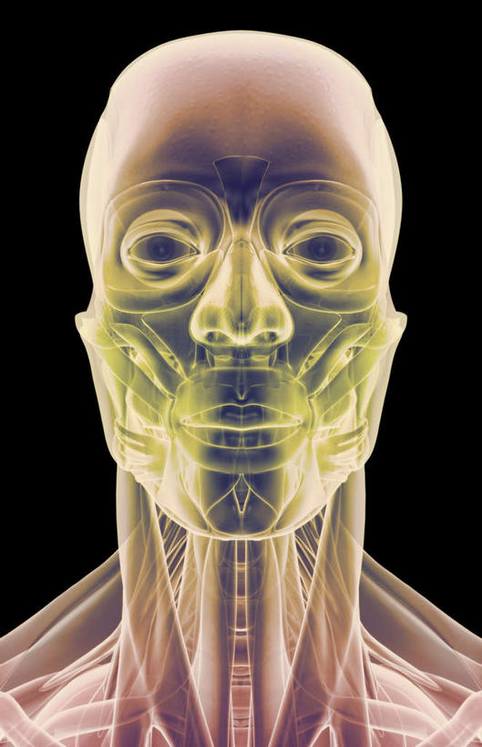 脸,头,脸颊,脖子,动脉,静脉,骨骼,肌肉,健壮,无人,竖图,插画,室内,特写,白天,正面,数码,科技,静物,阴影,黑色背景,网络,医学,骨头,高光,几何,计算机图形,合成,图画,画,模型,健康,活力,力量,人体,青春,电脑合成图,数码合成图,骨架,生物学,强壮,漫画,生理学,写实,具体,具象,颊肌,咬肌,头部,脖,颈,颈部,脸部,脸蛋,面部,半身,彩图