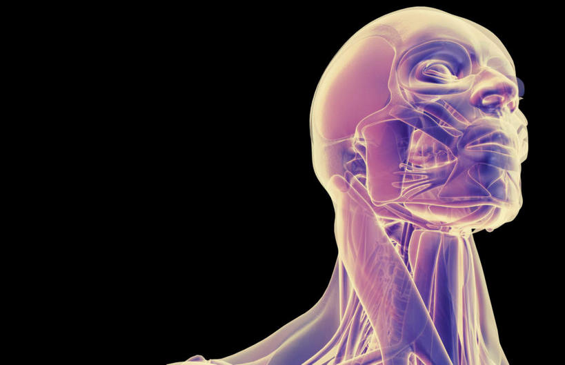 脖子,动脉,静脉,骨骼,肌肉,健壮,无人,横图,插画,室内,特写,白天,正面,数码,科技,静物,阴影,黑色背景,网络,医学,骨头,高光,几何,计算机图形,合成,图画,画,紫色,模型,健康,活力,力量,人体,青春,电脑合成图,数码合成图,骨架,生物学,强壮,漫画,生理学,写实,具体,具象,额骨,胸锁乳突肌,口轮匝肌,脖,颈,颈部,半身,彩图