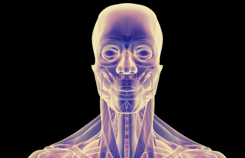 脖子,动脉,静脉,骨骼,肌肉,健壮,无人,横图,插画,室内,特写,白天,正面,数码,科技,静物,阴影,黑色背景,网络,医学,骨头,高光,几何,计算机图形,合成,图画,画,紫色,模型,健康,活力,力量,人体,青春,电脑合成图,数码合成图,骨架,生物学,强壮,漫画,生理学,写实,具体,具象,额骨,眼轮匝肌,胸锁乳突肌,口轮匝肌,脖,颈,颈部,半身,彩图