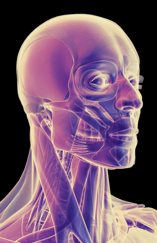 动脉,静脉,骨骼,肌肉,健壮,无人,竖图,插画,室内,特写,白天,正面,数码,科技,静物,阴影,黑色背景,发光,网络,医学,骨头,高光,几何,计算机图形,合成,图画,画,蓝色,模型,健康,活力,力量,人体,青春,电脑合成图,数码合成图,骨架,生物学,强壮,漫画,生理学,写实,具体,具象,胸锁乳突肌,口轮匝肌,半身,彩图