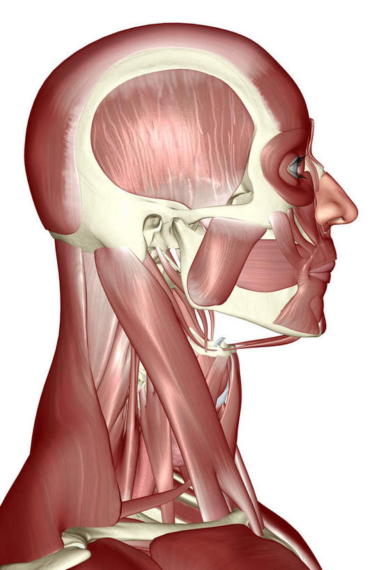 脸,头,脸颊,脖子,动脉,静脉,骨骼,肌肉,健壮,无人,竖图,插画,室内,特写,白天,白色背景,正面,数码,科技,静物,阴影,网络,医学,骨头,高光,几何,计算机图形,合成,图画,画,模型,健康,活力,力量,人体,青春,电脑合成图,数码合成图,骨架,生物学,强壮,漫画,生理学,写实,具体,具象,颞肌,颧骨,咬肌,胸锁乳突肌,头部,脖,颈,颈部,脸部,脸蛋,面部,半身,彩图