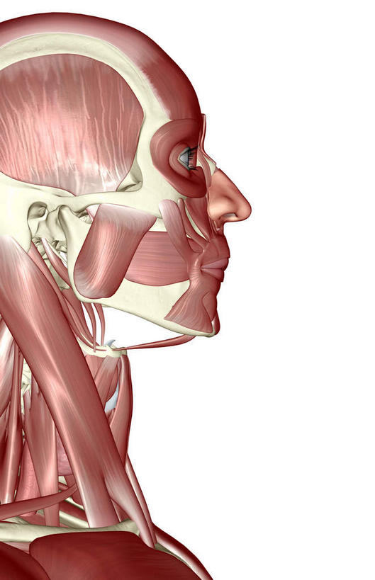 脸,头,脸颊,动脉,静脉,骨骼,肌肉,健壮,无人,竖图,插画,室内,特写,白天,白色背景,正面,数码,科技,静物,阴影,网络,医学,骨头,高光,几何,计算机图形,合成,图画,画,模型,健康,活力,力量,人体,青春,电脑合成图,数码合成图,骨架,生物学,强壮,漫画,生理学,写实,具体,具象,颞肌,咬肌,胸锁乳突肌,头部,脸部,脸蛋,面部,半身,彩图