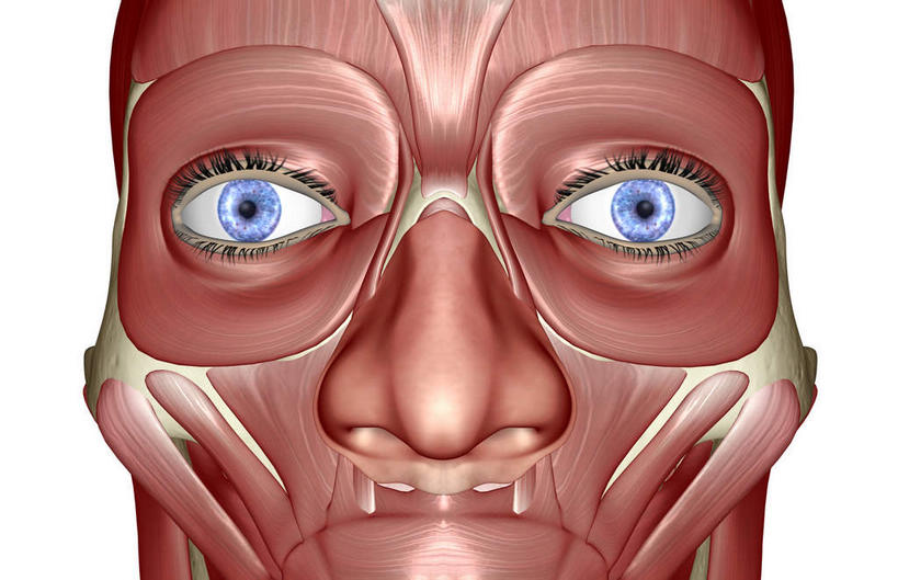 脸,头,脸颊,动脉,静脉,骨骼,肌肉,健壮,无人,横图,插画,室内,特写,白天,白色背景,正面,数码,科技,静物,阴影,网络,医学,骨头,高光,几何,计算机图形,合成,图画,画,模型,健康,活力,力量,人体,青春,电脑合成图,数码合成图,骨架,生物学,强壮,漫画,生理学,写实,具体,具象,颧骨,眼轮匝肌,口轮匝肌,头部,脸部,脸蛋,面部,半身,彩图