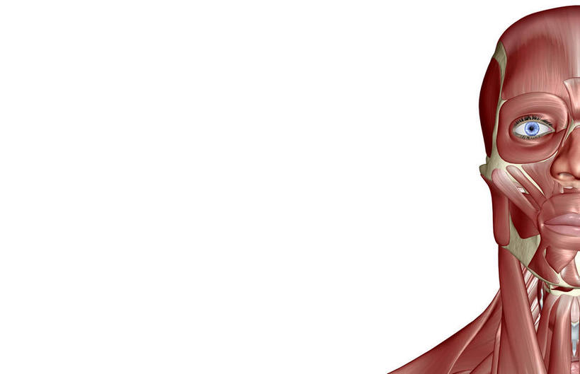 脸,头,脸颊,动脉,静脉,骨骼,肌肉,健壮,无人,横图,插画,室内,特写,白天,白色背景,正面,数码,科技,静物,阴影,网络,医学,骨头,高光,几何,计算机图形,合成,图画,画,模型,健康,活力,力量,人体,青春,电脑合成图,数码合成图,骨架,生物学,强壮,漫画,生理学,写实,具体,具象,颧骨,眼轮匝肌,头部,脸部,脸蛋,面部,半身,彩图