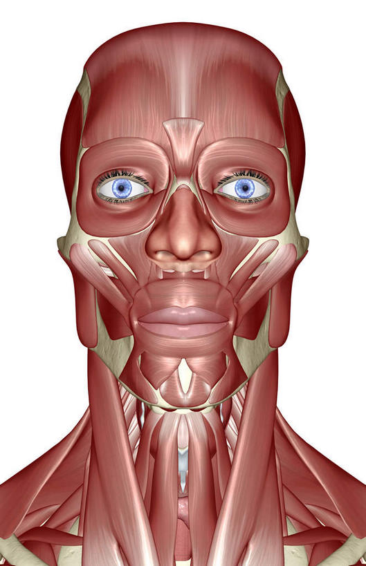 脸,头,脸颊,脖子,动脉,静脉,骨骼,肌肉,健壮,无人,竖图,插画,室内,特写,白天,白色背景,正面,数码,科技,静物,阴影,网络,医学,骨头,高光,几何,计算机图形,合成,图画,画,模型,健康,活力,力量,人体,青春,电脑合成图,数码合成图,骨架,生物学,强壮,漫画,生理学,写实,具体,具象,颞肌,颧骨,咬肌,胸锁乳突肌,头部,脖,颈,颈部,脸部,脸蛋,面部,半身,彩图