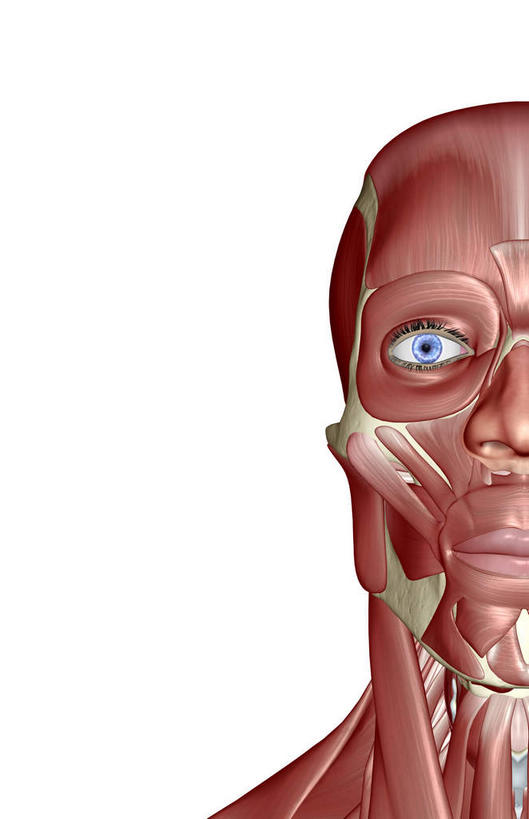 脸,头,脸颊,动脉,静脉,骨骼,肌肉,健壮,无人,竖图,插画,室内,特写,白天,白色背景,正面,数码,科技,静物,阴影,网络,医学,骨头,高光,几何,计算机图形,合成,图画,画,模型,健康,活力,力量,人体,青春,电脑合成图,数码合成图,骨架,生物学,强壮,漫画,生理学,写实,具体,具象,眼轮匝肌,口轮匝肌,头部,脸部,脸蛋,面部,半身,彩图