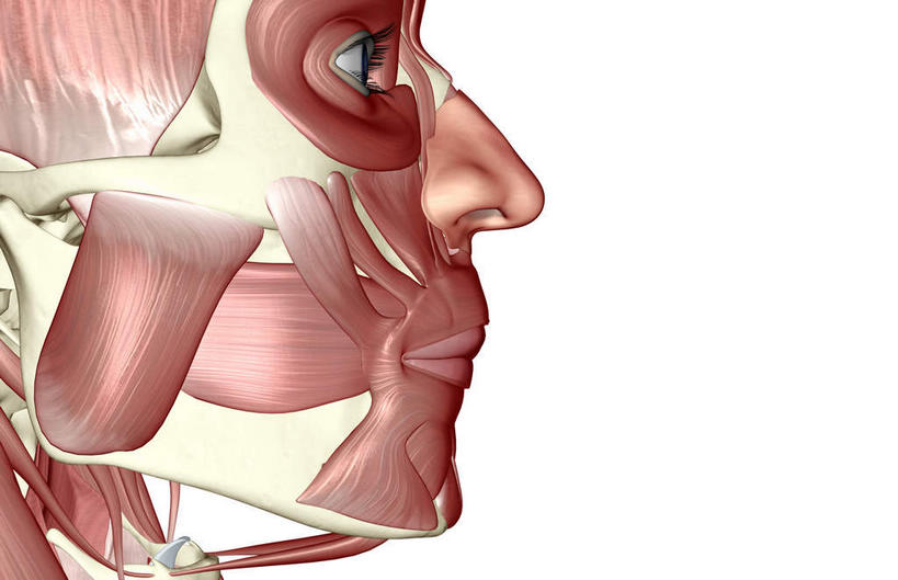 脸,头,脸颊,动脉,静脉,骨骼,肌肉,健壮,无人,横图,插画,室内,特写,白天,白色背景,正面,数码,科技,静物,阴影,网络,医学,骨头,高光,几何,计算机图形,合成,图画,画,模型,健康,活力,力量,人体,青春,电脑合成图,数码合成图,骨架,生物学,强壮,漫画,生理学,写实,具体,具象,眼轮匝肌,头部,脸部,脸蛋,面部,半身,彩图