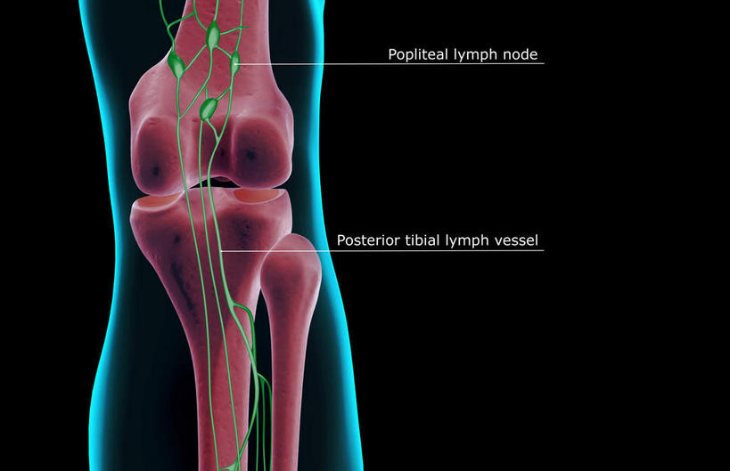 腿部,膝盖,动脉,静脉,骨骼,关节,腿,无人,横图,插画,x光片,室内,特写,白天,正面,数码,科技,静物,阴影,黑色背景,辐射,科学,网络,医学,骨头,高光,几何,计算机图形,合成,图画,画,一个,红色,蓝色,绿色,模型,人体,单个,电脑合成图,数码合成图,骨架,医疗,生物学,科学技术,x射线,x光,漫画,生理学,写实,具体,具象,骨关节,半身,彩图,电磁波,电磁辐射