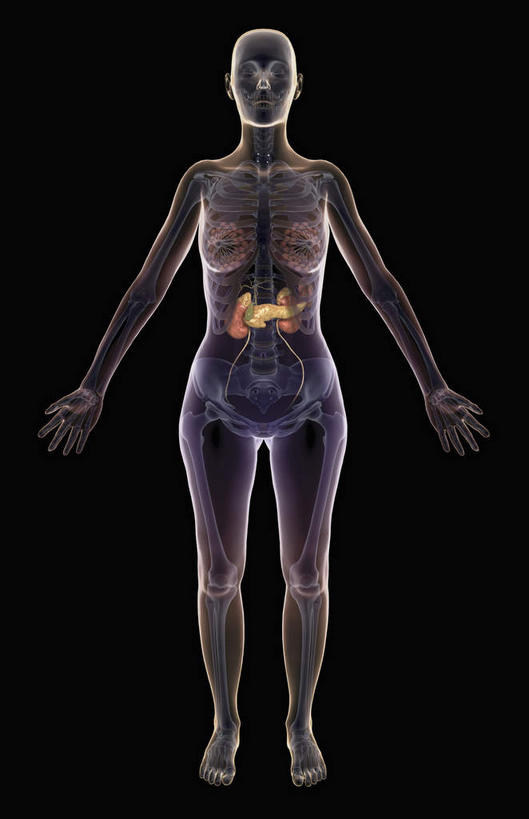 腹部,内脏,胃,肾脏,动脉,静脉,骨骼,肋骨,无人,竖图,插画,x光片,室内,特写,白天,正面,数码,科技,静物,阴影,黑色背景,辐射,科学,网络,医学,骨头,高光,几何,计算机图形,合成,图画,画,黄色,红色,模型,人体,电脑合成图,数码合成图,骨架,医疗,生物学,人体器官,科学技术,x射线,器官,x光,漫画,生理学,写实,具体,具象,乳腺,肾,胃部,彩图,全身,电磁波,电磁辐射