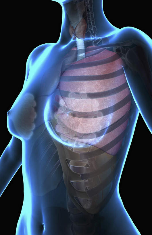 内脏,肺,动脉,静脉,骨骼,无人,竖图,插画,x光片,室内,特写,白天,正面,数码,科技,静物,阴影,黑色背景,辐射,科学,网络,医学,骨头,高光,几何,计算机图形,合成,图画,画,红色,蓝色,模型,人体,电脑合成图,数码合成图,骨架,医疗,生物学,人体器官,科学技术,x射线,器官,x光,漫画,生理学,写实,具体,具象,乳腺,肺部,肺脏,半身,彩图,电磁波,电磁辐射