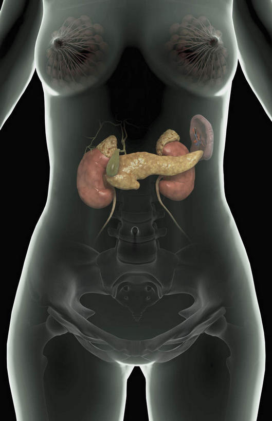 胸,腹部,内脏,胃,肾脏,动脉,静脉,骨骼,卵巢,无人,竖图,插画,x光片,室内,特写,白天,正面,数码,科技,静物,阴影,黑色背景,辐射,科学,网络,医学,骨头,高光,几何,计算机图形,合成,图画,画,黄色,红色,模型,人体,电脑合成图,数码合成图,骨架,医疗,生物学,人体器官,科学技术,x射线,器官,x光,漫画,生理学,写实,具体,具象,乳腺,肾,胃部,胸部,彩图,电磁波,电磁辐射