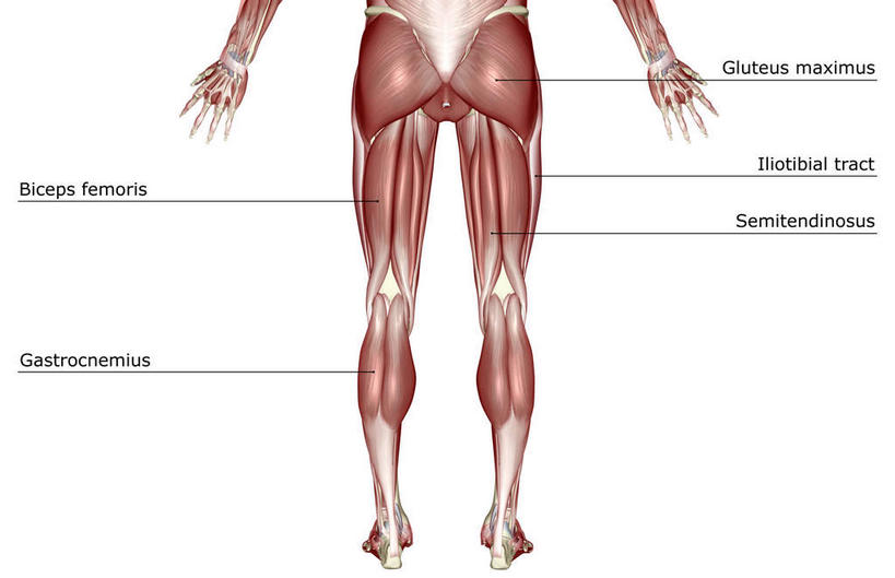腿部,动脉,静脉,骨骼,肌肉,腿,健壮,无人,横图,插画,室内,特写,白天,白色背景,正面,数码,科技,静物,阴影,网络,医学,英文,标志,文字,字符,字母,骨头,高光,几何,计算机图形,合成,图画,标识,画,红色,模型,健康,活力,力量,人体,青春,英文字母,电脑合成图,数码合成图,骨架,生物学,强壮,漫画,生理学,写实,具体,具象,半腱肌,腓肠肌,股二头肌,半身,彩图