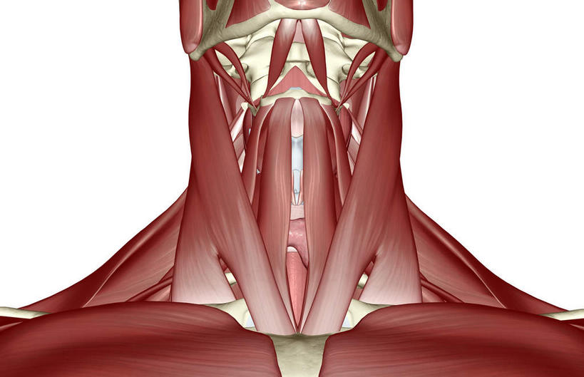 脖子,动脉,静脉,骨骼,肌肉,健壮,无人,横图,插画,室内,特写,白天,白色背景,正面,数码,科技,静物,阴影,网络,医学,骨头,高光,几何,计算机图形,合成,图画,画,红色,模型,健康,活力,力量,人体,青春,电脑合成图,数码合成图,骨架,生物学,强壮,漫画,生理学,写实,具体,具象,胸锁乳突肌,脖,颈,颈部,半身,彩图