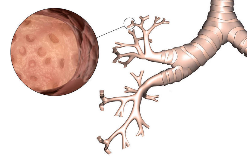 内脏,气管,肝脏,动脉,静脉,骨骼,无人,横图,插画,室内,特写,白天,白色背景,正面,数码,科技,静物,阴影,网络,医学,骨头,高光,几何,计算机图形,合成,图画,画,红色,模型,人体,电脑合成图,数码合成图,骨架,生物学,人体器官,器官,哮喘,漫画,支气管,生理学,写实,具体,具象,支气管树,囊泡,肝,彩图