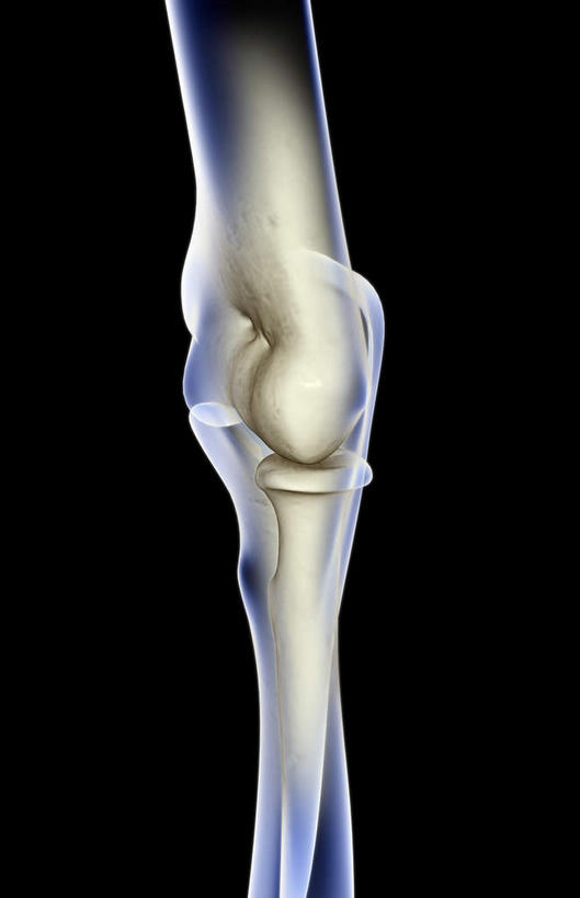 动脉,静脉,骨骼,无人,竖图,插画,室内,特写,白天,正面,数码,科技,静物,一根,阴影,黑色背景,网络,医学,骨头,高光,几何,计算机图形,合成,图画,画,白色,模型,人体,电脑合成图,数码合成图,骨架,生物学,漫画,生理学,写实,具体,具象,肱骨,肘骨,彩图