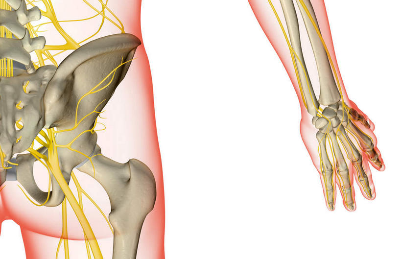 神经,动脉,静脉,骨骼,脊椎,无人,站,横图,插画,x光片,室内,特写,白天,白色背景,正面,数码,科技,静物,阴影,辐射,科学,网络,医学,骨头,高光,几何,计算机图形,合成,图画,画,黄色,红色,绿色,模型,站着,人体,电脑合成图,数码合成图,骨架,医疗,生物学,科学技术,x射线,x光,漫画,生理学,写实,具体,具象,股骨,髋骨,腰骨,掌骨,指骨,背骨,站立,半身,彩图,神经系统,电磁波,电磁辐射
