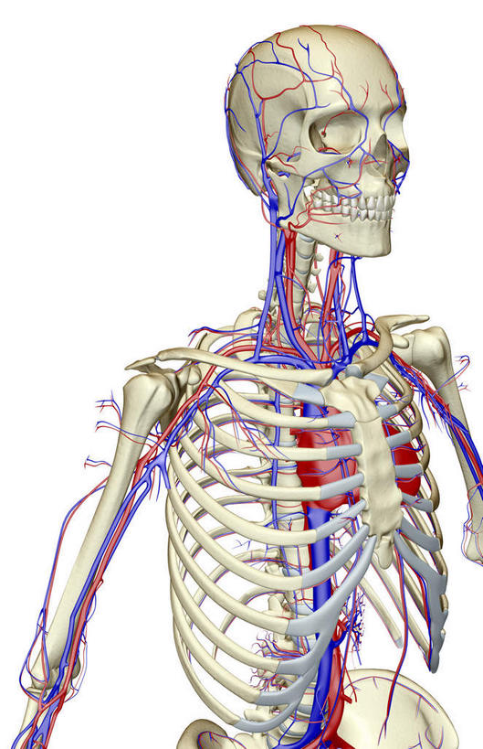 内脏,心脏,动脉,静脉,骨骼,肋骨,脊椎,血管,无人,站,竖图,插画,室内,白天,白色背景,正面,数码,科技,静物,阴影,网络,医学,骨头,高光,几何,计算机图形,合成,图画,画,红色,蓝色,紫色,模型,站着,人体,电脑合成图,数码合成图,骨架,生物学,人体器官,器官,漫画,生理学,写实,具体,具象,顶骨,额骨,下颌骨,颧骨,背骨,心,站立,半身,彩图