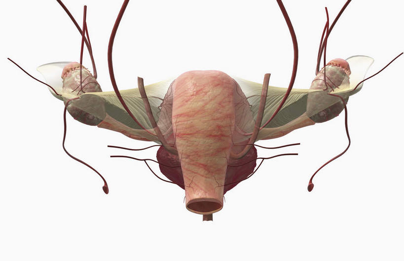 内脏,动脉,静脉,膀胱,卵巢,子宫,无人,横图,插画,室内,白天,白色背景,正面,数码,科技,静物,阴影,网络,医学,高光,几何,计算机图形,合成,图画,画,红色,模型,人体,电脑合成图,数码合成图,生物学,人体器官,器官,韧带,漫画,生理学,写实,具体,具象,女性生殖器官,子宫动脉,彩图