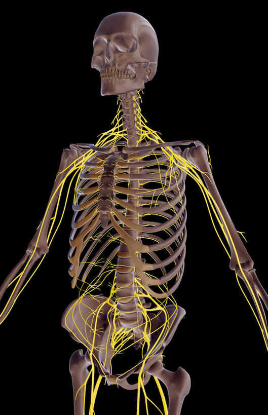 锁骨,肩胛骨,神经,动脉,静脉,骨骼,肋骨,脊椎,无人,站,竖图,插画,x光片,室内,特写,白天,正面,数码,科技,静物,阴影,黑色背景,辐射,科学,网络,医学,支架,骨头,高光,几何,计算机图形,合成,图画,画,一个,黄色,红色,绿色,灰色,模型,站着,人体,单个,电脑合成图,数码合成图,骨架,医疗,生物学,科学技术,x射线,x光,漫画,生理学,写实,具体,具象,顶骨,额骨,肱骨,股骨,髋骨,桡骨,尾骨,腰骨,指骨,下颌骨,颧骨,站立,半身,彩图,神经系统,电磁波,电磁辐射