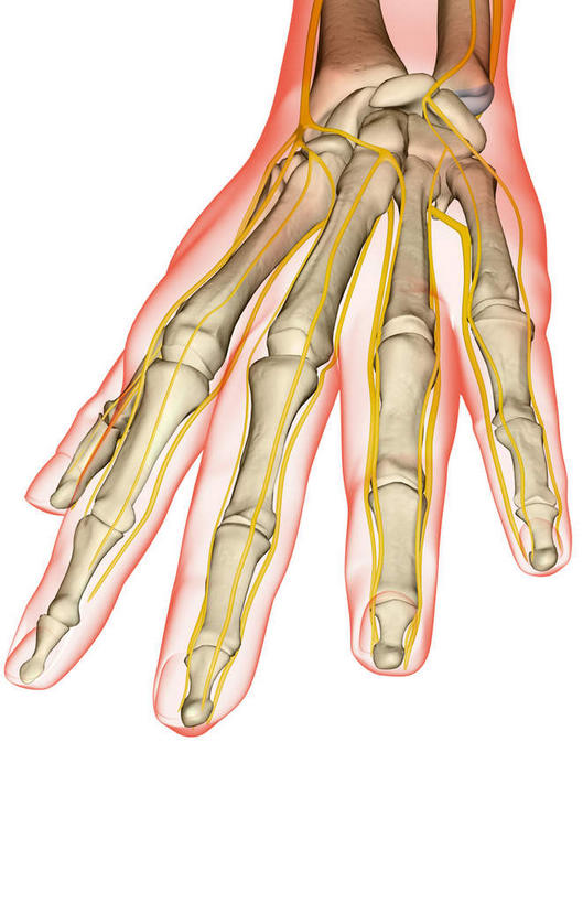 手,神经,动脉,静脉,骨骼,无人,竖图,插画,室内,特写,白天,白色背景,正面,数码,科技,静物,阴影,网络,医学,骨头,高光,几何,计算机图形,合成,图画,画,黄色,白色,模型,手部,人体,单个,电脑合成图,数码合成图,骨架,生物学,漫画,生理学,写实,具体,具象,掌骨,指骨,半身,彩图,五指张开,神经系统