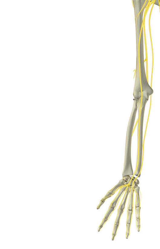 手,神经,动脉,静脉,骨骼,无人,竖图,插画,室内,特写,白天,白色背景,正面,数码,科技,静物,阴影,网络,医学,骨头,高光,几何,计算机图形,合成,图画,画,黄色,白色,模型,手部,人体,单个,电脑合成图,数码合成图,骨架,生物学,漫画,生理学,写实,具体,具象,肱骨,桡骨,掌骨,指骨,半身,彩图,五指张开,神经系统
