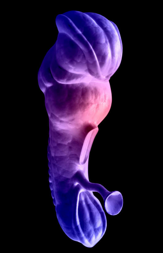 孕妇,无人,竖图,插画,室内,特写,白天,正面,数码,科技,阴影,黑色背景,网络,高光,几何,计算机图形,合成,图画,画,紫色,怀孕,电脑合成图,数码合成图,胎儿,待产,漫画,写实,具体,具象,妊娠,准妈妈,产妇,彩图,胚胎,受精卵