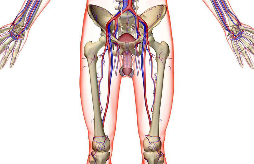 神经,动脉,静脉,骨骼,膀胱,睾丸,阴囊,无人,站,横图,插画,室内,白天,白色背景,正面,数码,科技,静物,阴影,网络,医学,骨头,高光,几何,计算机图形,合成,图画,画,红色,蓝色,白色,模型,站着,人体,电脑合成图,数码合成图,骨架,生物学,漫画,泌尿系统,前列腺,输尿管,生理学,写实,具体,具象,髌骨,股骨,胫骨,髋骨,桡骨,尾骨,腰骨,掌骨,指骨,输精管,站立,半身,彩图,神经系统,生殖器官
