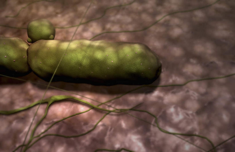 无人,横图,插画,室内,特写,白天,正面,数码,分子,科技,微生物,静物,阴影,网络,医学,细胞,高光,几何,计算机图形,合成,图画,画,绿色,生物,人体,电脑合成图,数码合成图,医疗,病毒,疾病,生物学,漫画,生理学,写实,具体,具象,传染,传染病,寄生,生命体,流行症,炭疽热,炭疽热病菌,彩图,感染