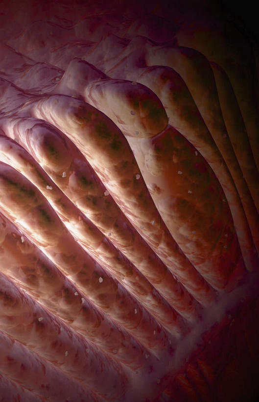 无人,竖图,插画,室内,特写,白天,正面,数码,科技,静物,阴影,网络,医学,细胞,高光,几何,计算机图形,合成,图画,画,红色,人体,电脑合成图,数码合成图,生物学,漫画,生理学,写实,具体,具象,视杆细胞,彩图