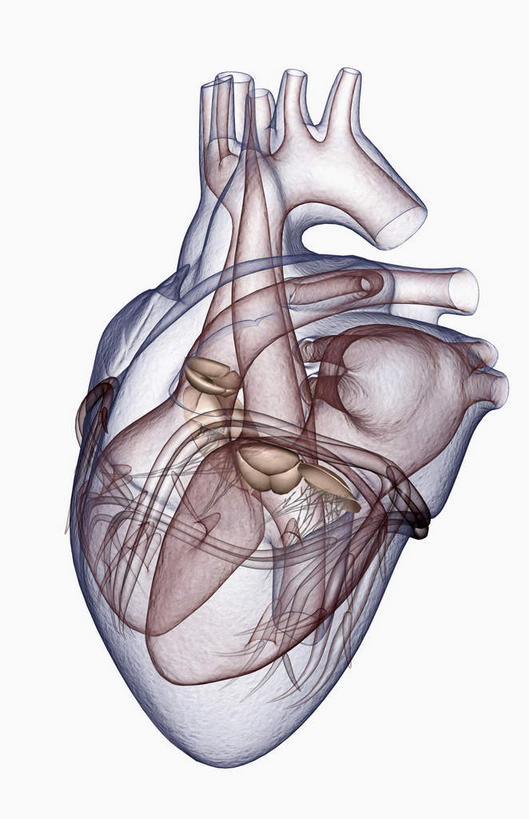 内脏,心脏,动脉,静脉,无人,竖图,插画,室内,特写,白天,白色背景,正面,数码,科技,静物,阴影,透明,网络,高光,几何,计算机图形,合成,图画,画,模型,人体,电脑合成图,数码合成图,生物学,器官,漫画,心血管,心房,心室,生理学,写实,具体,具象,心,彩图