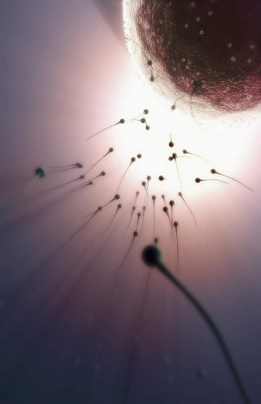 无人,竖图,插画,室内,特写,白天,正面,数码,科技,静物,阴影,发光,网络,医学,细胞,高光,几何,计算机图形,合成,图画,画,一个,精子,人体,单个,游动,电脑合成图,数码合成图,生物学,卵子,漫画,生理学,写实,具体,具象,受精,彩图