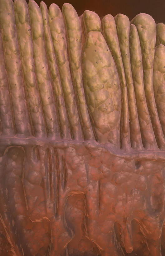 无人,竖图,插画,室内,特写,白天,正面,数码,科技,静物,阴影,网络,医学,细胞,高光,几何,计算机图形,合成,图画,画,红色,人体,电脑合成图,数码合成图,生物学,漫画,生理学,写实,具体,具象,视杆细胞,视锥细胞,彩图