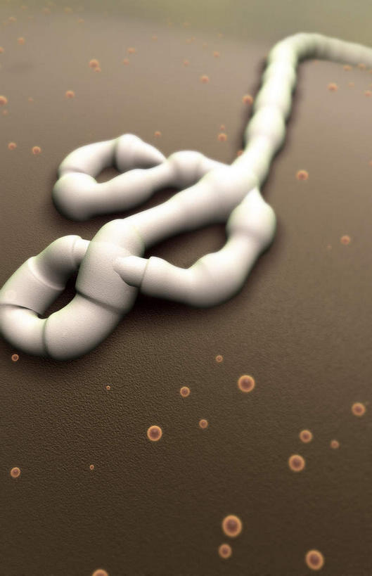 无人,竖图,插画,室内,白天,正面,数码,分子,科技,微生物,阴影,网络,医学,高光,几何,计算机图形,合成,图画,画,白色,生物,电脑合成图,数码合成图,医疗,病毒,生物学,漫画,生理学,写实,具体,具象,传染,寄生,生命体,埃博拉病毒,致命,彩图,感染