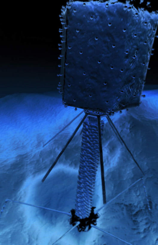 无人,竖图,插画,室内,白天,正面,数码,科技,微生物,阴影,网络,医学,高光,几何,计算机图形,合成,图画,画,蓝色,生物,电脑合成图,数码合成图,医疗,病毒,生物学,漫画,写实,具体,具象,寄生,生命体,生物病毒,噬菌体,彩图