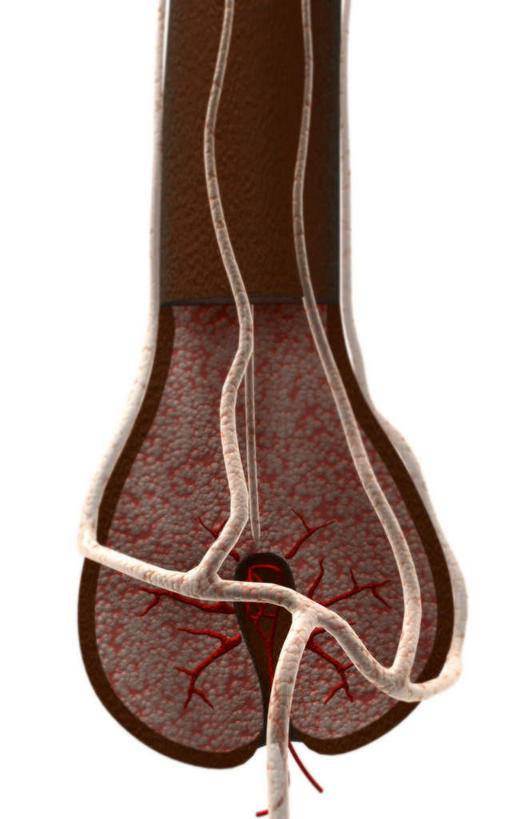 无人,竖图,插画,室内,特写,白天,正面,数码,科技,阴影,网络,棕色,高光,几何,计算机图形,合成,图画,画,白色,电脑合成图,数码合成图,横截面,漫画,写实,具体,具象,毛囊,彩图