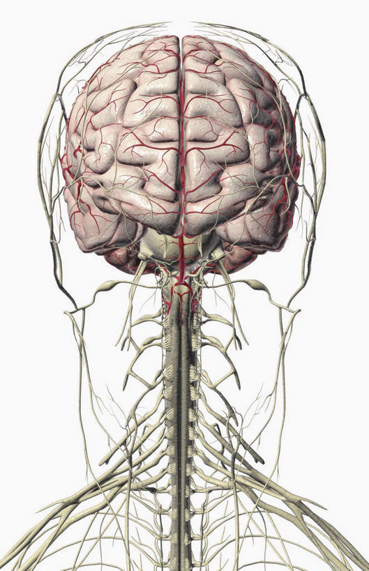 脑,神经,无人,竖图,插画,室内,白天,正面,数码,科技,大脑,阴影,网络,高光,几何,计算机图形,合成,图画,画,电脑合成图,数码合成图,沟壑,漫画,小脑,脑干,写实,具体,具象,大脑皮层,端脑,沟,灰质,回,间脑,脑部,脑子,半身,彩图,神经系统