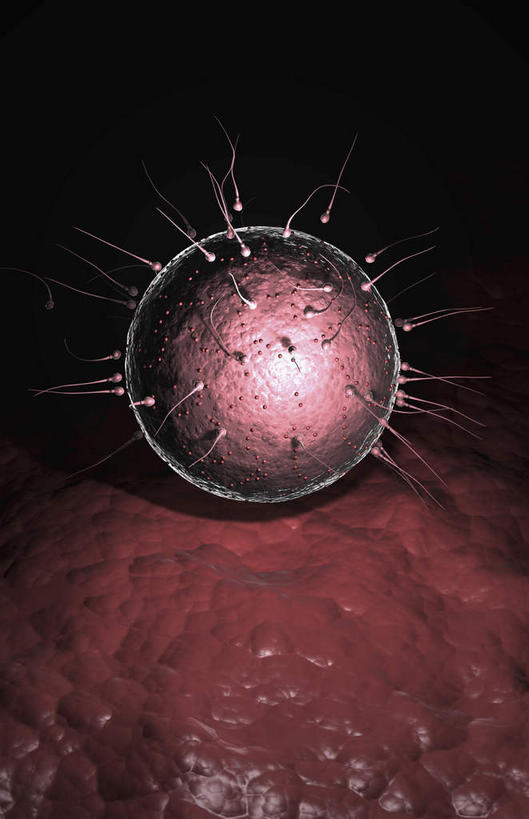 无人,竖图,插画,室内,特写,白天,正面,数码,科技,静物,许多,阴影,网络,医学,细胞,高光,几何,计算机图形,合成,图画,画,一个,粉色,精子,人体,单个,钻,游动,电脑合成图,数码合成图,生物学,卵子,漫画,生理学,写实,具体,具象,受精,彩图