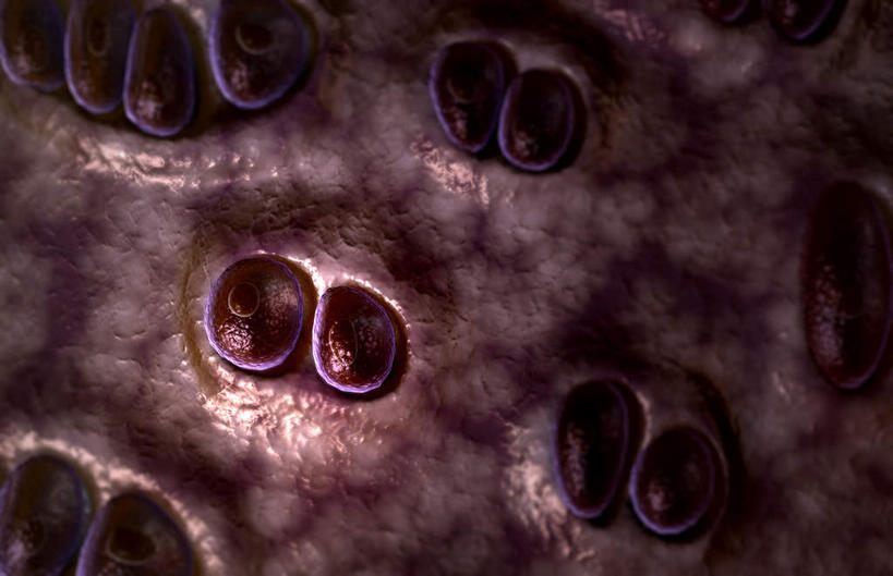 动脉,静脉,骨骼,无人,横图,插画,x光片,室内,特写,白天,正面,数码,科技,静物,阴影,辐射,科学,网络,医学,骨头,高光,几何,计算机图形,合成,图画,画,红色,模型,人体,电脑合成图,数码合成图,骨架,医疗,生物学,科学技术,x射线,x光,漫画,软骨,生理学,写实,具体,具象,胶原蛋白,彩图,电磁波,电磁辐射