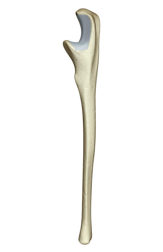 动脉,静脉,骨骼,无人,竖图,插画,室内,特写,白天,白色背景,正面,数码,科技,静物,阴影,网络,医学,支架,骨头,高光,几何,计算机图形,合成,图画,画,白色,模型,人体,电脑合成图,数码合成图,骨架,生物学,漫画,生理学,写实,具体,具象,尺骨,半身,彩图