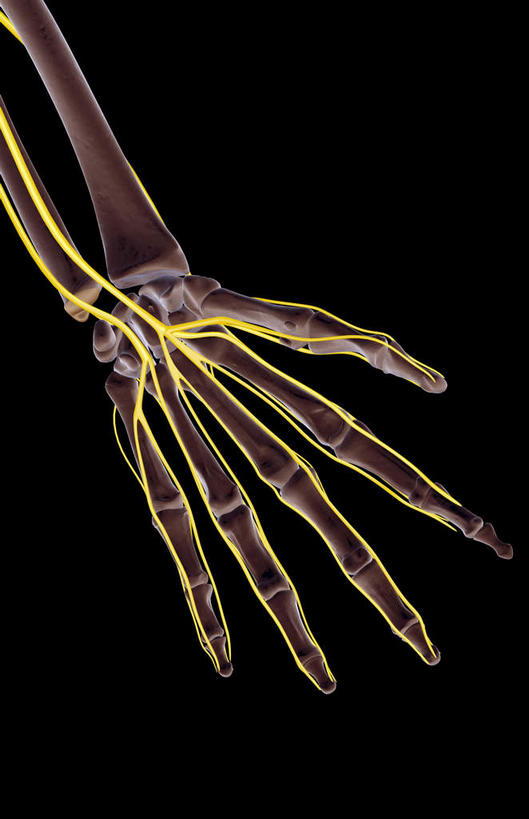 神经,动脉,静脉,骨骼,无人,竖图,插画,x光片,室内,特写,白天,正面,数码,科技,静物,张开,阴影,黑色背景,辐射,科学,网络,医学,线条,支架,骨头,高光,几何,计算机图形,合成,图画,画,一只,黄色,模型,手指,人体,电脑合成图,数码合成图,骨架,医疗,生物学,科学技术,x射线,筋脉,x光,漫画,生理学,写实,具体,具象,掌骨,指骨,半身,彩图,电磁波,电磁辐射