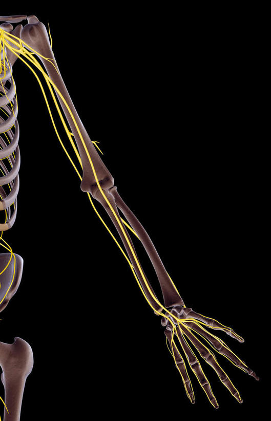 手,神经,动脉,静脉,骨骼,无人,竖图,插画,x光片,室内,特写,白天,正面,数码,科技,静物,阴影,黑色背景,辐射,科学,网络,医学,线条,支架,骨头,高光,几何,计算机图形,合成,图画,画,黄色,模型,手部,人体,电脑合成图,数码合成图,骨架,医疗,生物学,科学技术,x射线,筋脉,x光,漫画,生理学,写实,具体,具象,手臂,半身,彩图,电磁波,电磁辐射