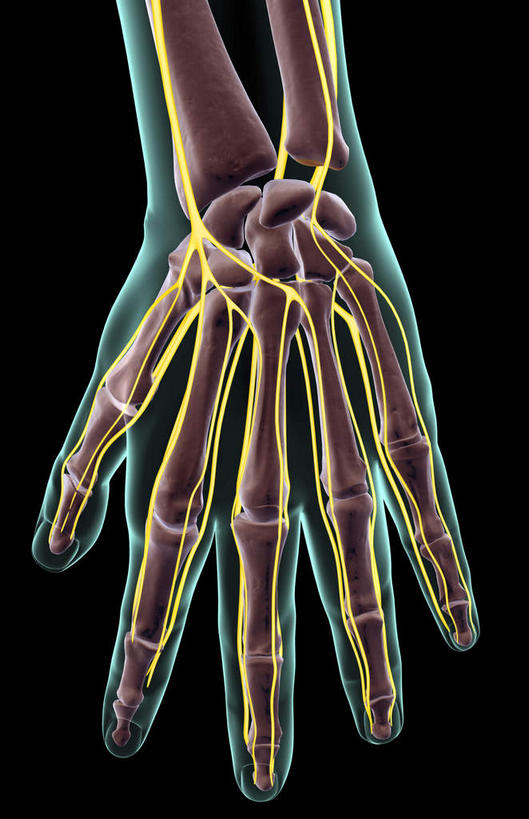 神经,动脉,静脉,骨骼,无人,竖图,插画,x光片,室内,特写,白天,正面,数码,科技,静物,张开,阴影,黑色背景,辐射,科学,网络,医学,线条,支架,骨头,高光,几何,计算机图形,合成,图画,画,一只,黄色,模型,手指,人体,电脑合成图,数码合成图,骨架,医疗,生物学,科学技术,x射线,筋脉,x光,漫画,生理学,写实,具体,具象,掌骨,指骨,半身,彩图,电磁波,电磁辐射